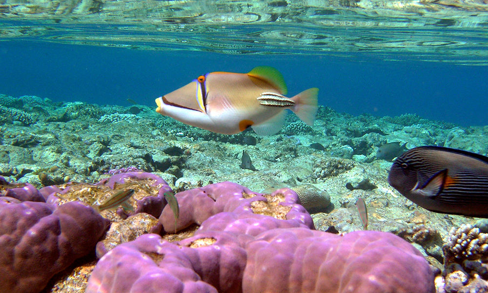 Ilios Dive Club & Aqua Center